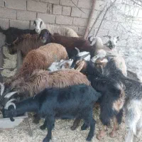 چپش و کاوه