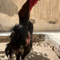 تخم نطفه دار اوشامو اصل