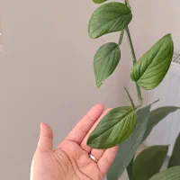 پتوس چروک به همراه گلدان سرامیکی