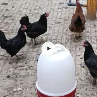 مرغ رسمی محلی جوان هرروز تخم کن