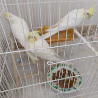جوجه دوماه نیمه