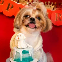 آتلیه تخصصی گربه و سگ و پت های خانگی