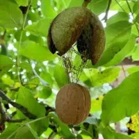 کودهای ارگانیک تقویتی