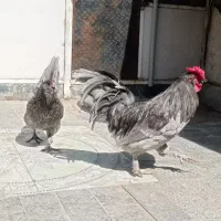 خروس اراکانو