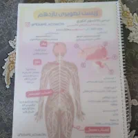 جزوه زیست شناسی تصویری یازدهم پسر کنکوری
