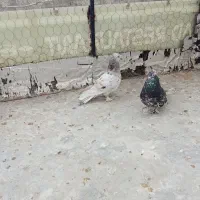 کبتر هما