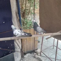 تهرانی