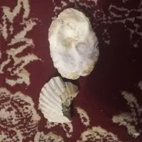 فسیل صدف