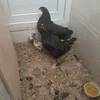 یک عدد مرغ ودوعددجوجه مرغ