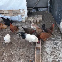 مرغ تخمگذار درجه یک جوان