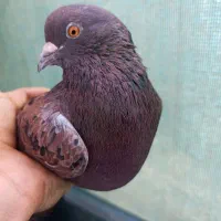 سرخ خال سیاه