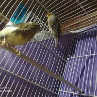 جفت قناری گلستر