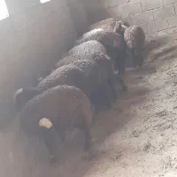 حیوانات مزرعه