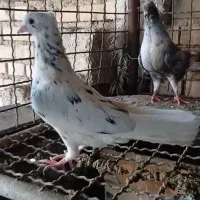 کبوتر|پرنده|کارون, |دیوار