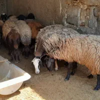 گوسفند و میش ابستن
