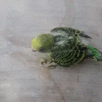 جوجه مرغ عشق