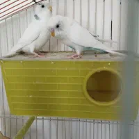عروس هلندی کوتوله مرغ عشق