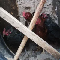 مرغ تخمی۸۰۰ و خروس دورگه ۱۵۰۰فروشی