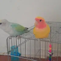 فروش پرنده