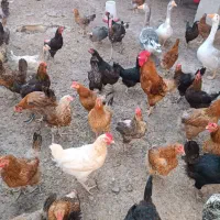 مرغ و خروس