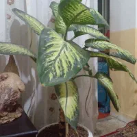 گل خوب|گل و گیاه طبیعی|شهرکرد, |دیوار
