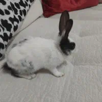 ۲ ماه