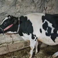 گاو،گوساله، (تلیسه) ماده یک ساله