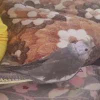 عروس هلندب لنر۲۰روزه