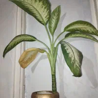 گل دیفن باخیا