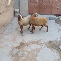 ۲راس گوسفند ماده مهربان باب داشت