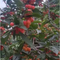 گیلاس شیشه درجه یک