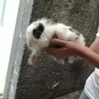 خرگوش