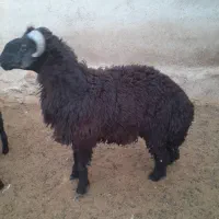 بره نر چاق هم بزری هم کشت فروشی