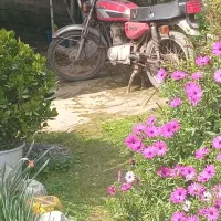 متور مزایده ای
