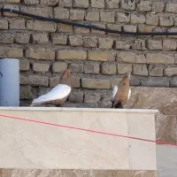 کبوتر سینه زرد