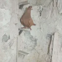 فروشی کبوتر زرد