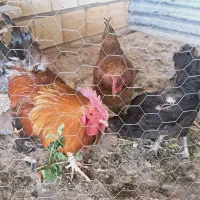 ۲ عددمرغ بومی وخروس بفروش میرسد