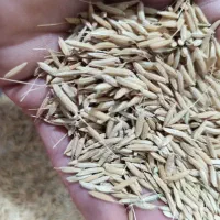 چلتوک شمیم دهه دار