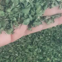 اویشن تازه برگ پهن گرمسیری تند تیز