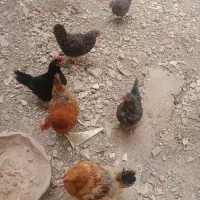 ۶ عدد مرغ رسمی تخمگذار خانگی