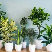 قرص کود گلخانه ای