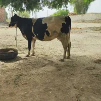 گاو ماده یک لبنانی و یک هلشتاین فروشی