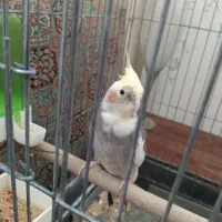 عروس هلندی نر جوون با قفس