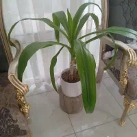 گل زیبای اشک ملکه