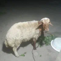 گوسفند نر افشاری