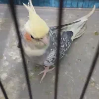 عروس هلندی ماده