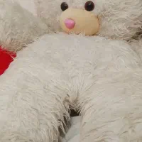 خرس بزرگ