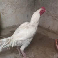 خروس