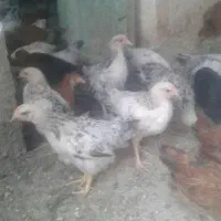 جوجه محلی 4 ماه و کفتر