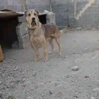 سگ سرابی